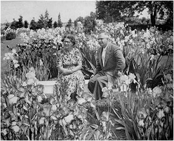 HERITAGE IRISES: New Zealand Tall Bearded Iris LACE AND VIOLETS