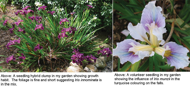 Unnamed iris seedlings