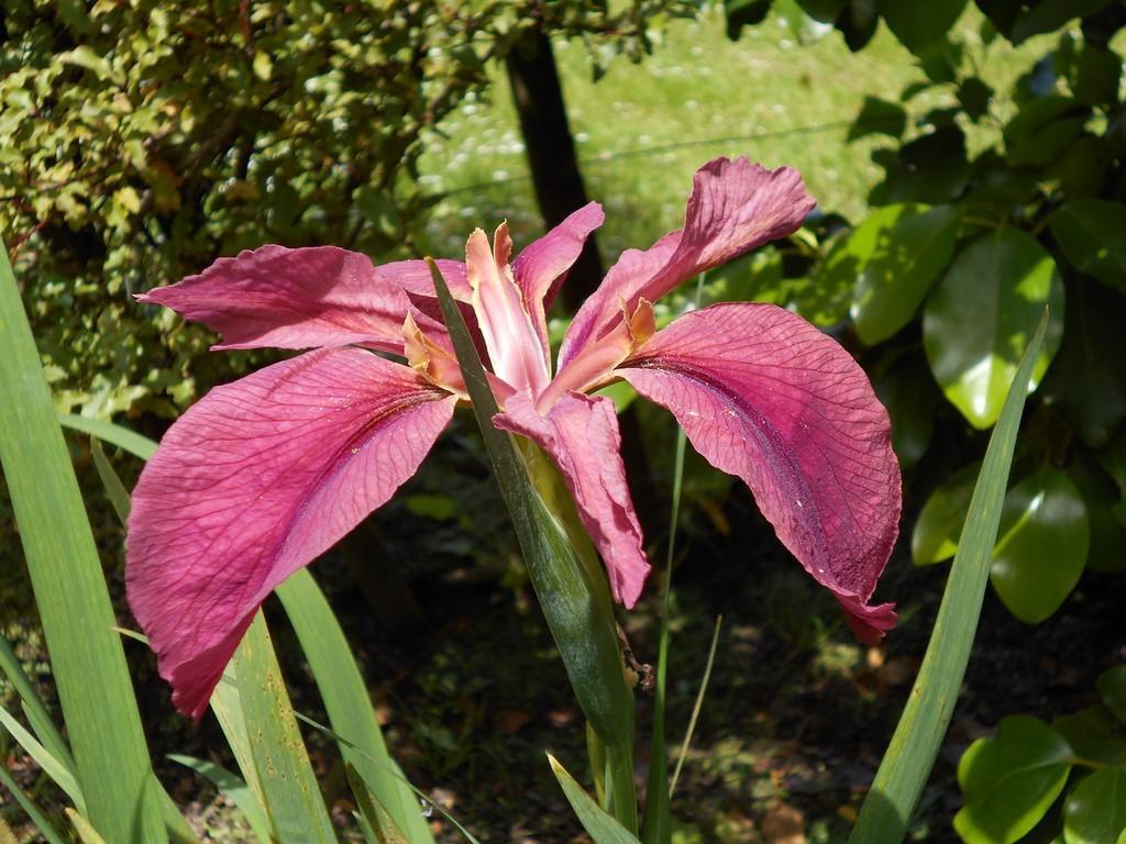Amazing Irises lower garden and Louisiana area.