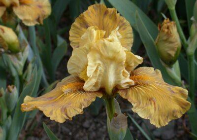 'Rakopi' (David Nicoll, R. 2008). IB, 20" (50 cm), Late midseason bloom. Standards and style arms mustard yellow; falls mustard brown; beards orange. 'Michael Paul' X 'Yes'.