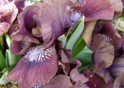 Vanilla Plum iris bred by Alison Nicoll
