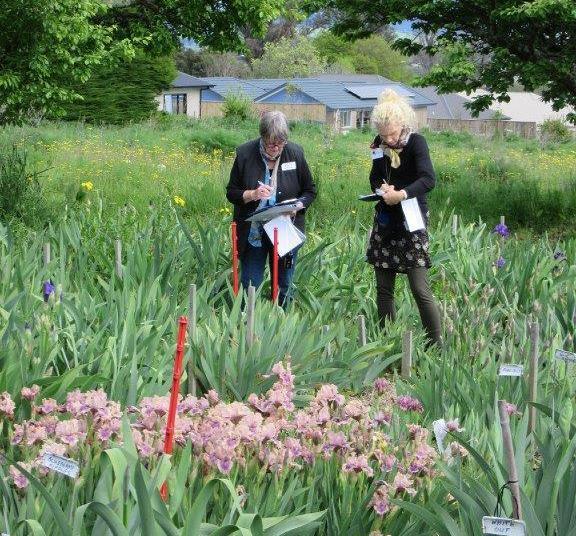 Judges Stephanie Boot and Wendy Sowerby busy reviewing the merits of each iris tagged with a red marker for the Lucy Delany award
