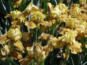 Winner of Lucy Delany Award Intermediate iris “Rakopi” bred and grown by David Nicoll of Richmond Iris Garden