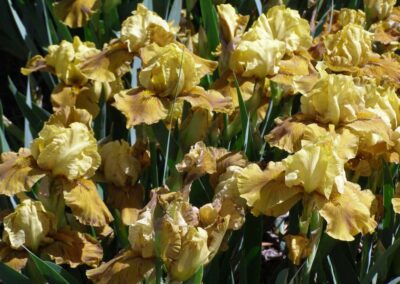Winner of Lucy Delany Award Intermediate iris “Rakopi” bred and grown by David Nicoll of Richmond Iris Garden