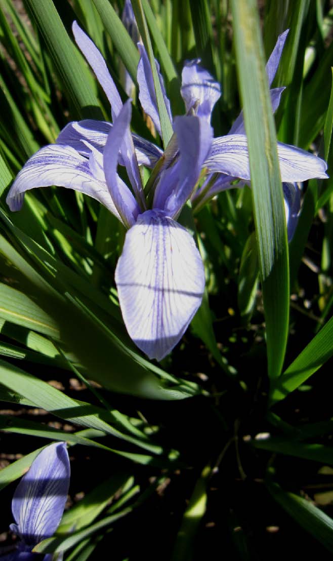Species Winner Iris Lactea grown at Wendy’s Garden