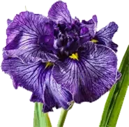 Convention-2025_Iris_xparent